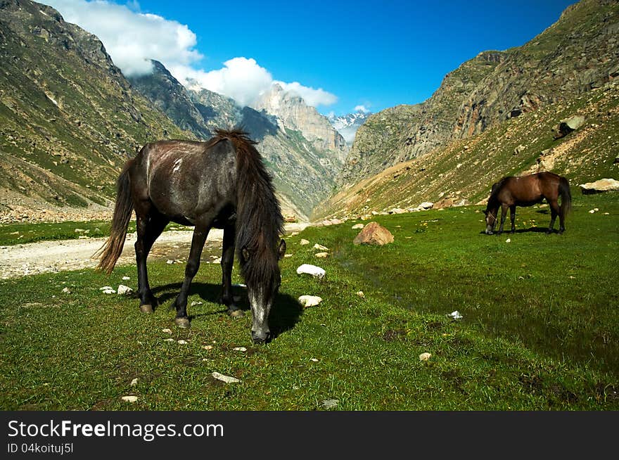 Horses graze in green pastures against the backdrop of the mountains of Tibet. Horses graze in green pastures against the backdrop of the mountains of Tibet