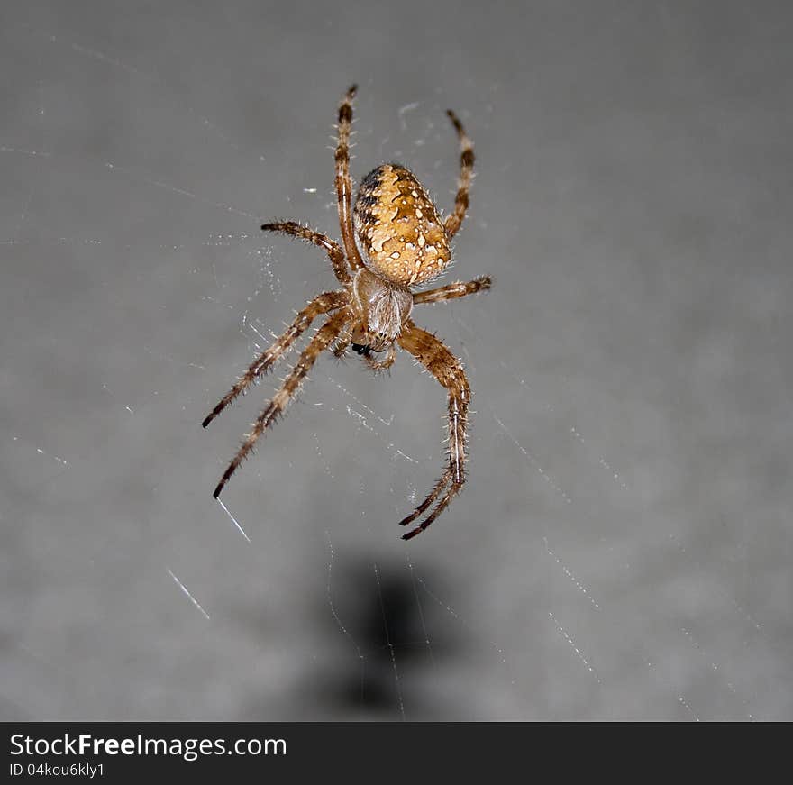 Close up of a spider with net