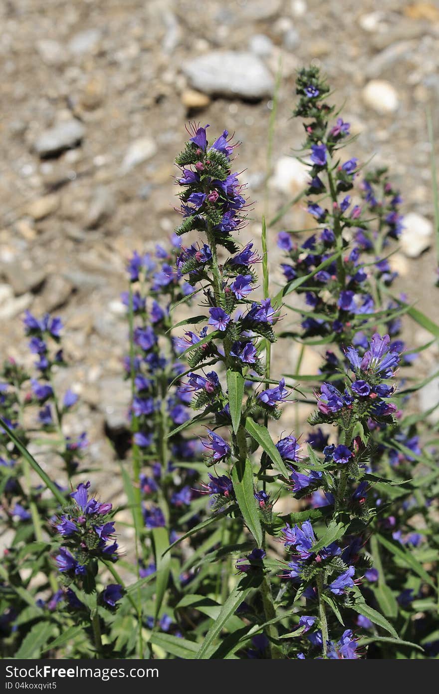 Blue flowers in the mountains of Switzerland. Blue flowers in the mountains of Switzerland