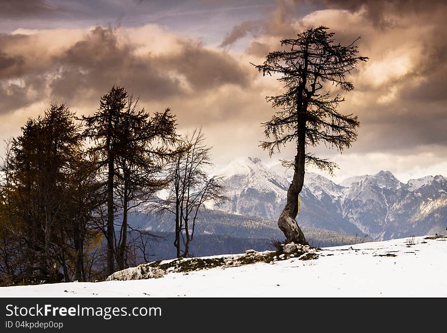 Single tree and Julian Alps landscape in Slovenia