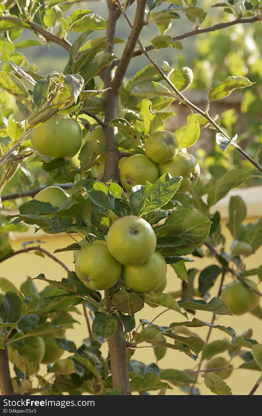 Green apples grow on young tree. Green apples grow on young tree