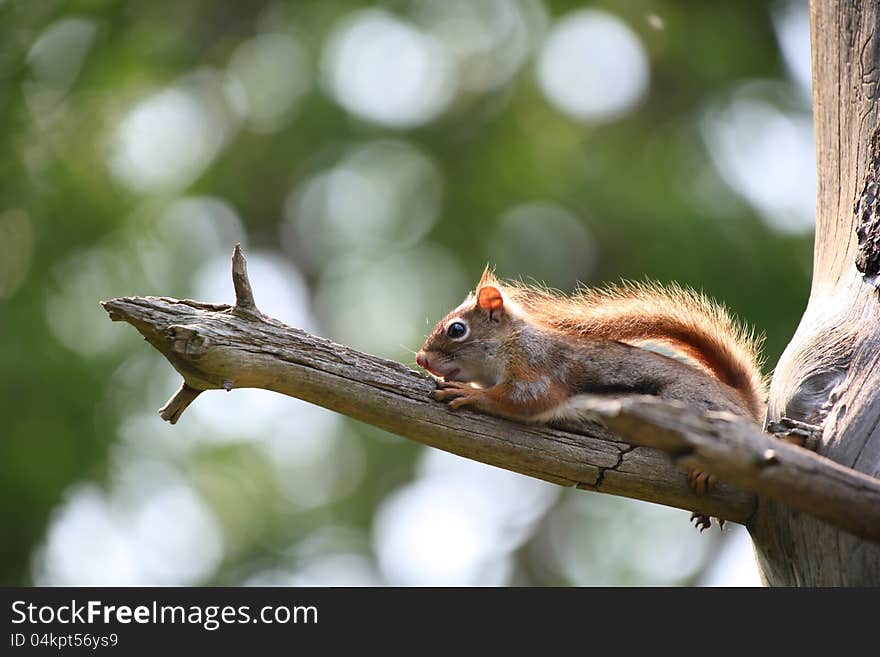 Small squirrel on the branch of a tree