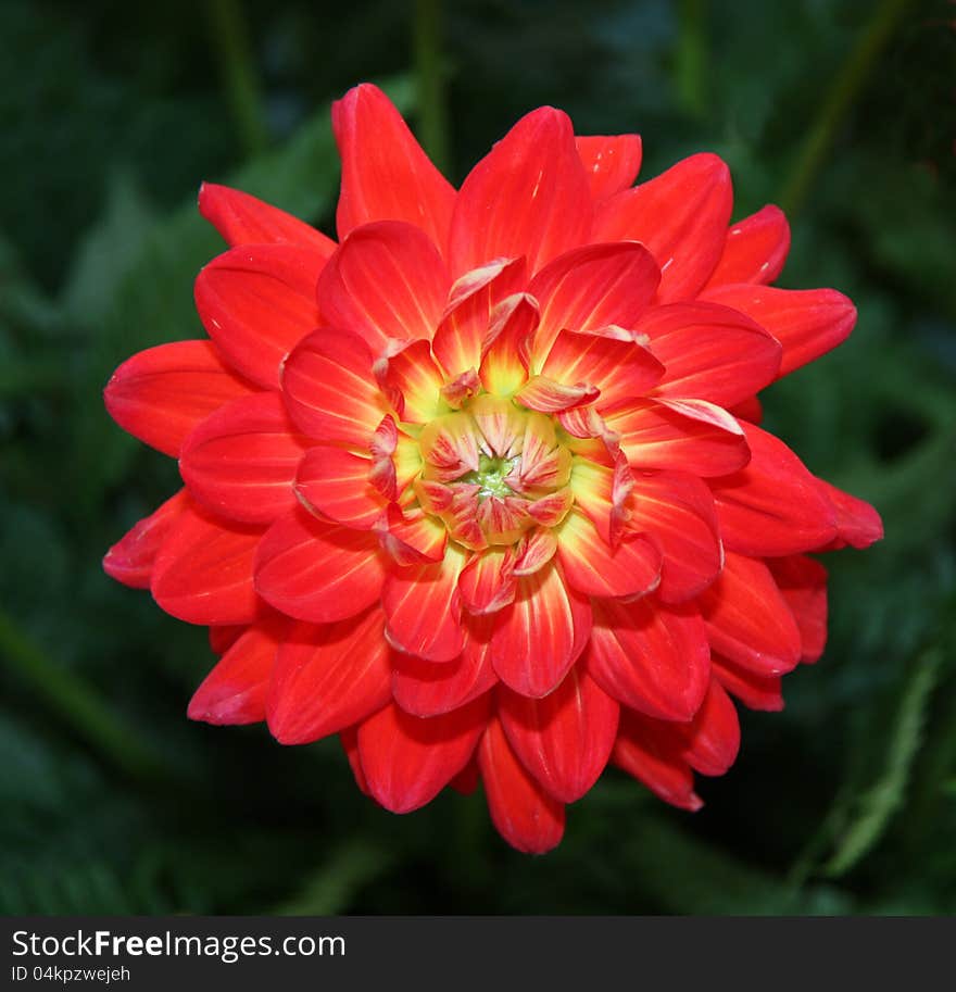 The Beautiful Flower Head of the Dahlia - Save Shot. The Beautiful Flower Head of the Dahlia - Save Shot.