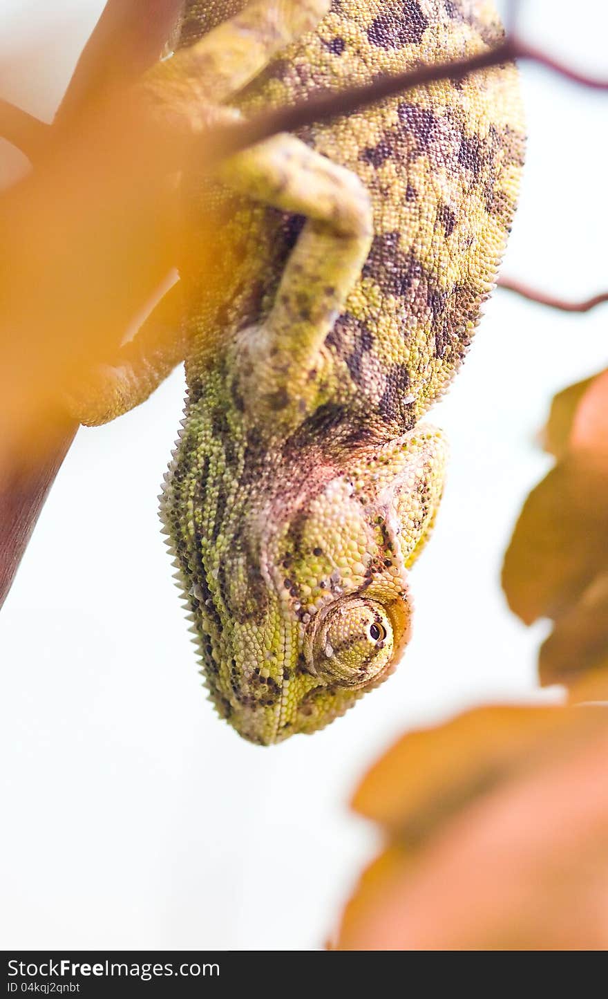 Panther chameleon turned yellow hanging upside down (focus on the eye). Panther chameleon turned yellow hanging upside down (focus on the eye).