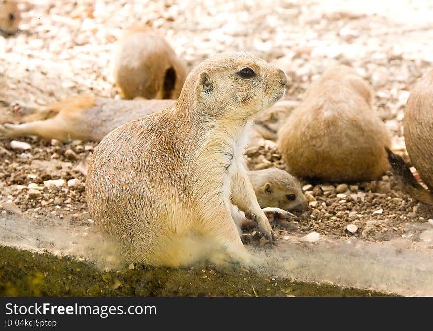 Gopher listening to the sounds around it.