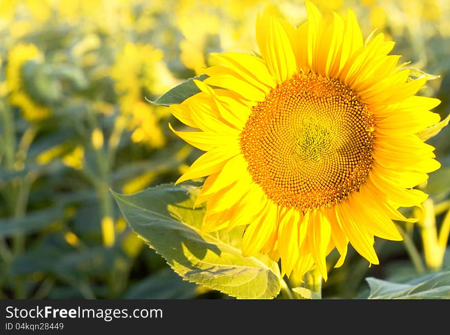 Sunflowers beauty in nature, field sunflowers