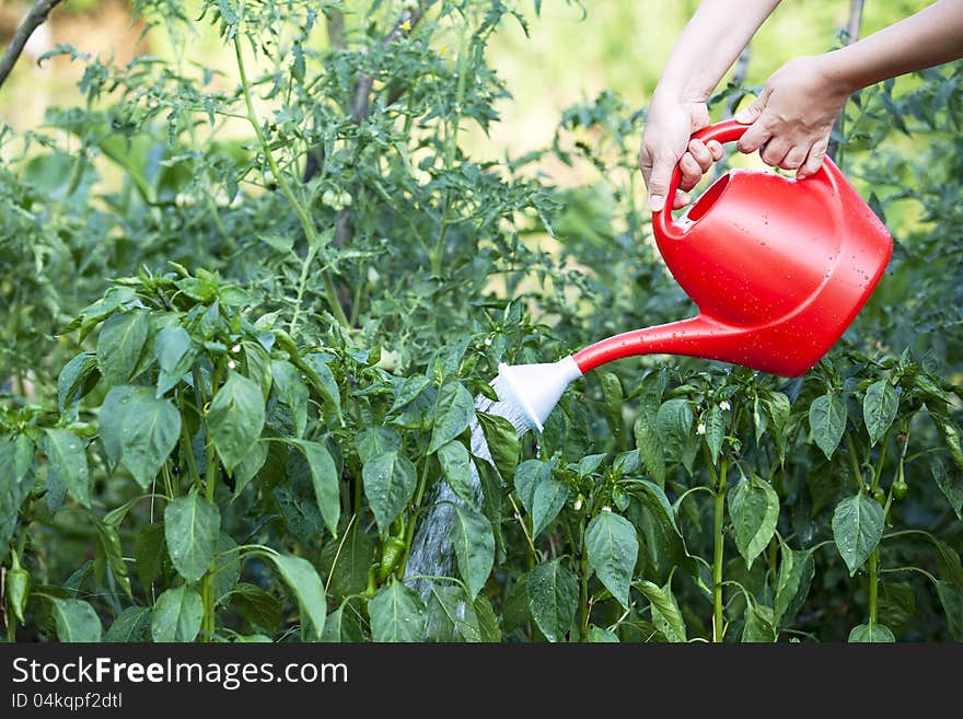 Watering vegetables in the garden. Watering vegetables in the garden