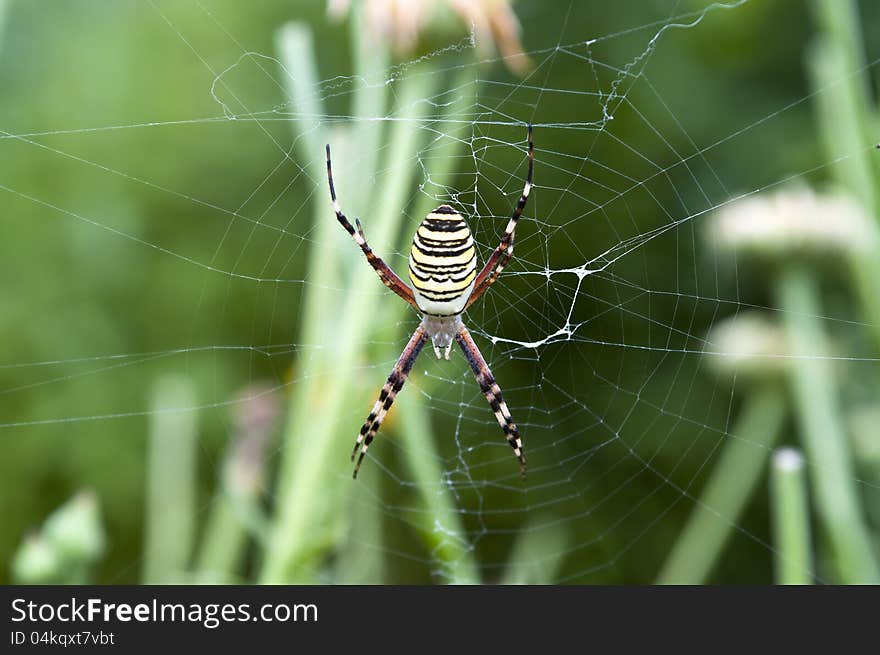 Large colorful spider on the web