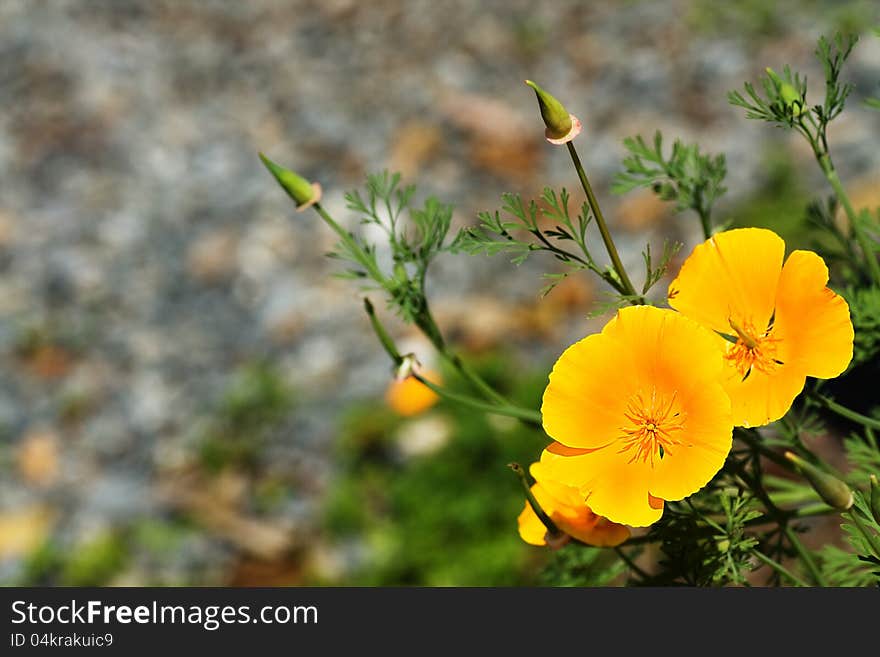 Eschscholzia