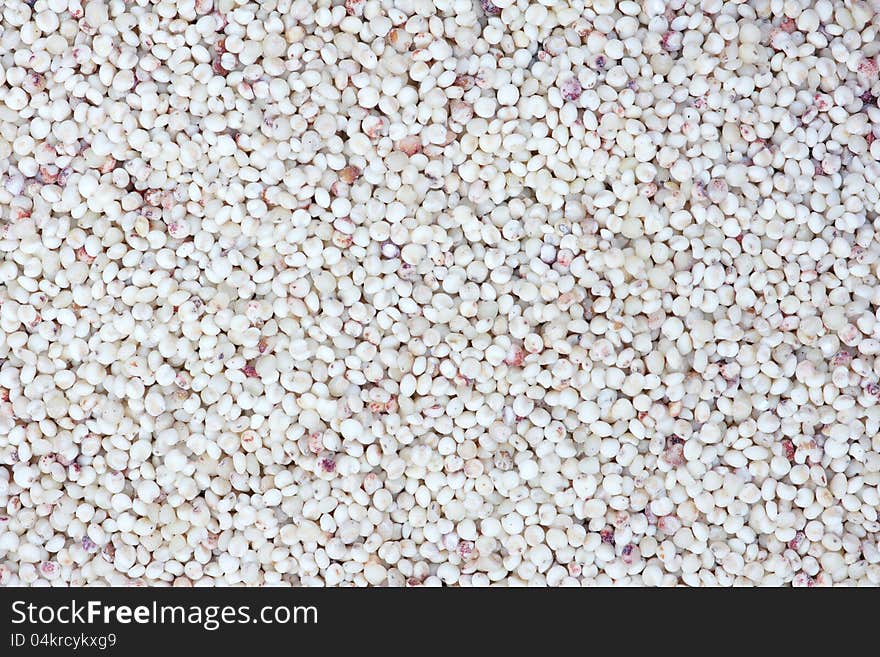 The background of grain sorghum