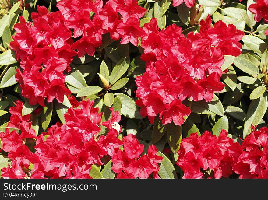 Strong red flower blooms of the evergreen rhododendron bush bask in the spring sunlight. Strong red flower blooms of the evergreen rhododendron bush bask in the spring sunlight.