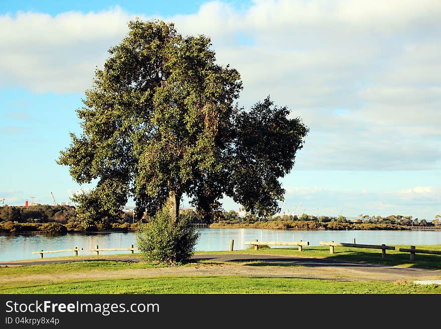 Large Evergreen Tree by the Estuary