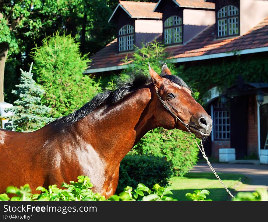 Portrait of amazing breed stallion