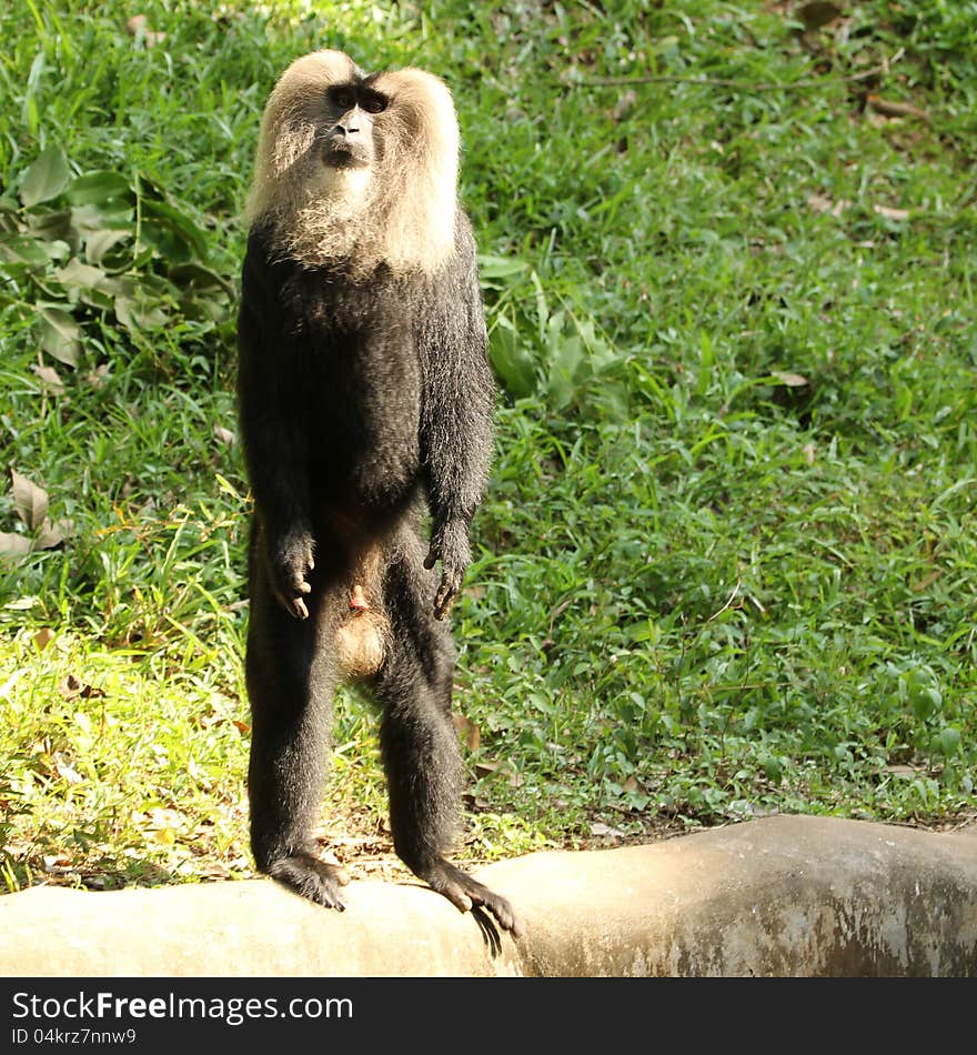 Lion tailed macaque in standing position