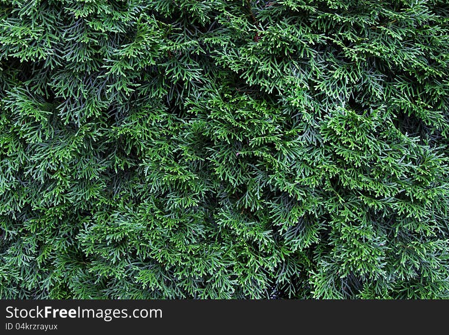 Thuja green as background, landscape format