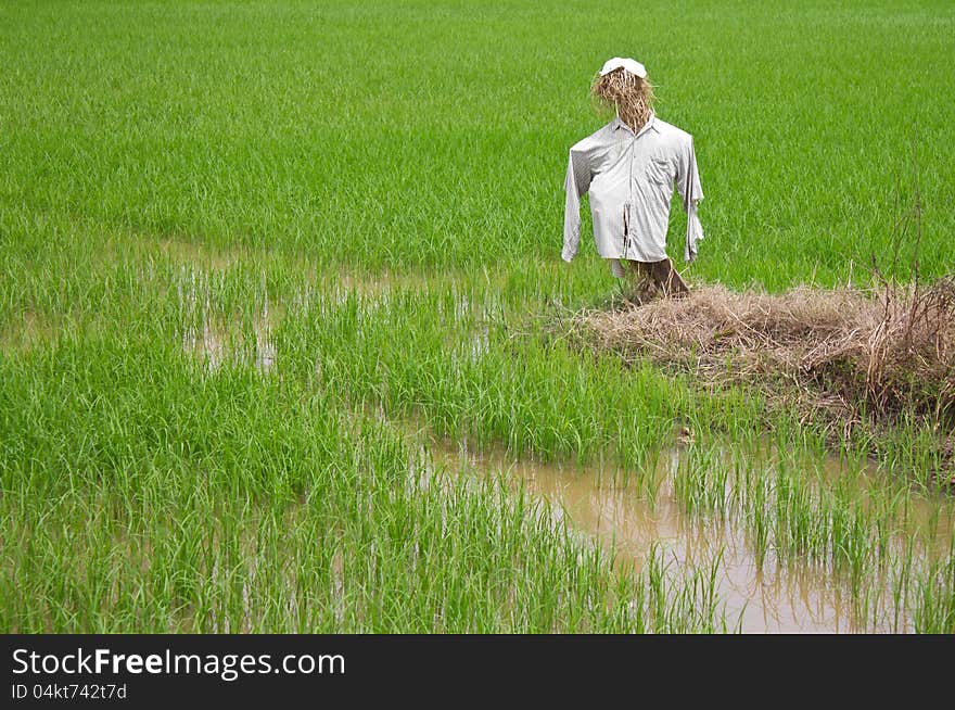 Scarecrow made ​​of straw, looking forward to guard the birds eat rice in rice farmers in Thailand. Scarecrow made ​​of straw, looking forward to guard the birds eat rice in rice farmers in Thailand.