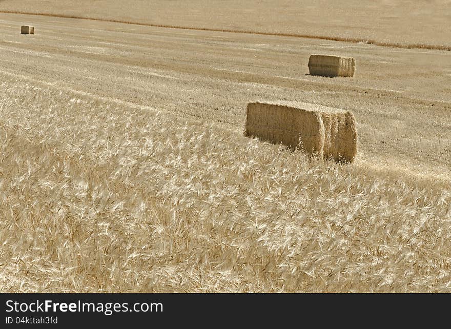 Cereal field during harvesting of the crop. Cereal field during harvesting of the crop