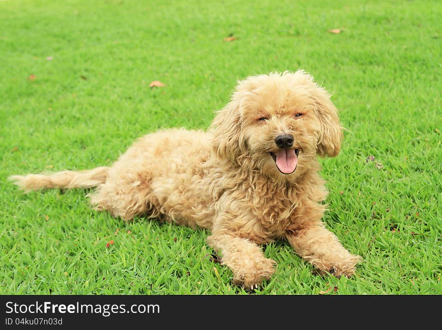 Homeless dog on green grass in the park