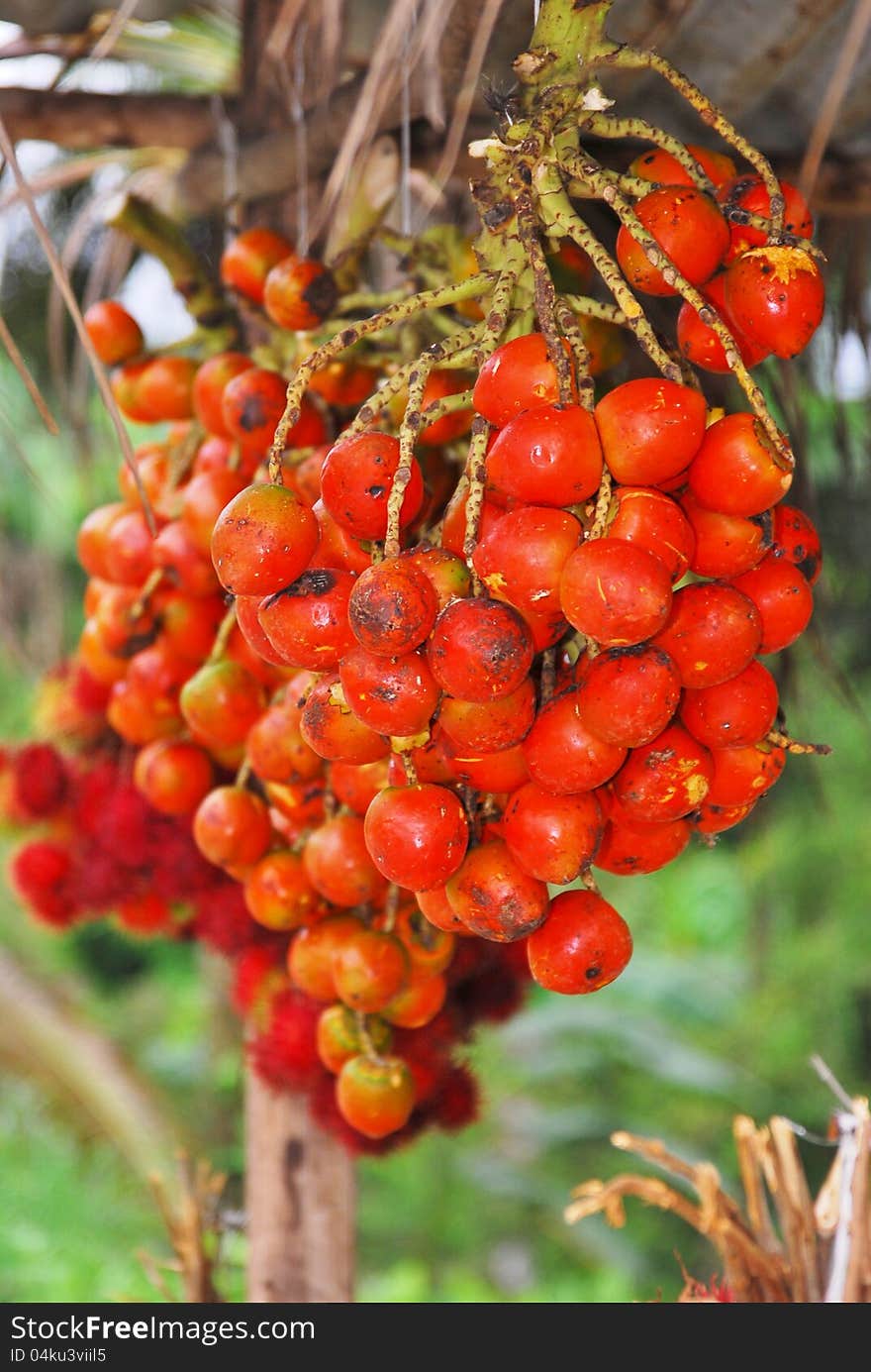 Delicious Pejiballe reminds you the arrival of summer. Botanically, this exotic fruit belongs to the rain forest and is also the fruit of the heart of palm tree in the Latino Countries. Delicious Pejiballe reminds you the arrival of summer. Botanically, this exotic fruit belongs to the rain forest and is also the fruit of the heart of palm tree in the Latino Countries