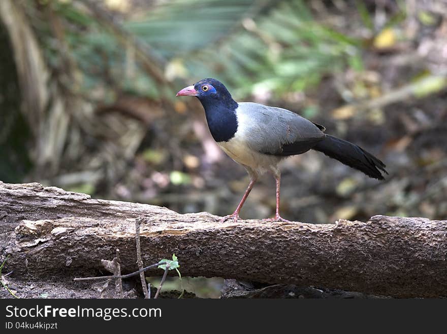 Coral-billed Ground-CuckooHe is not the only one in Thailand, Nakhon Ratchasima. Coral-billed Ground-CuckooHe is not the only one in Thailand, Nakhon Ratchasima