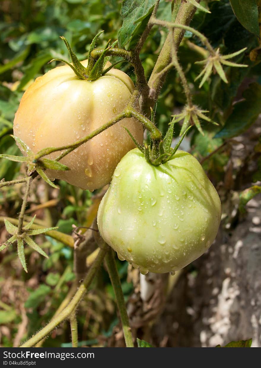 Green unripe tomatoes in bio garden