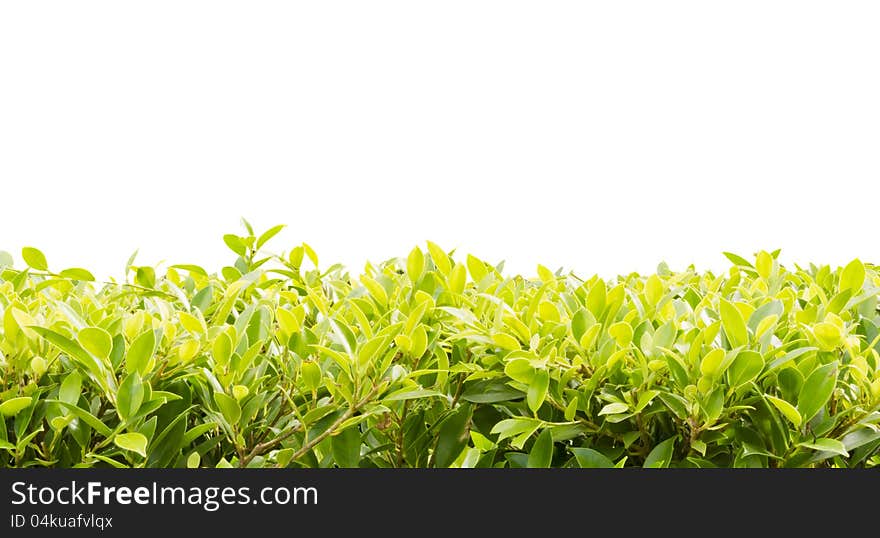 Green leaves on white background,isolated. Green leaves on white background,isolated