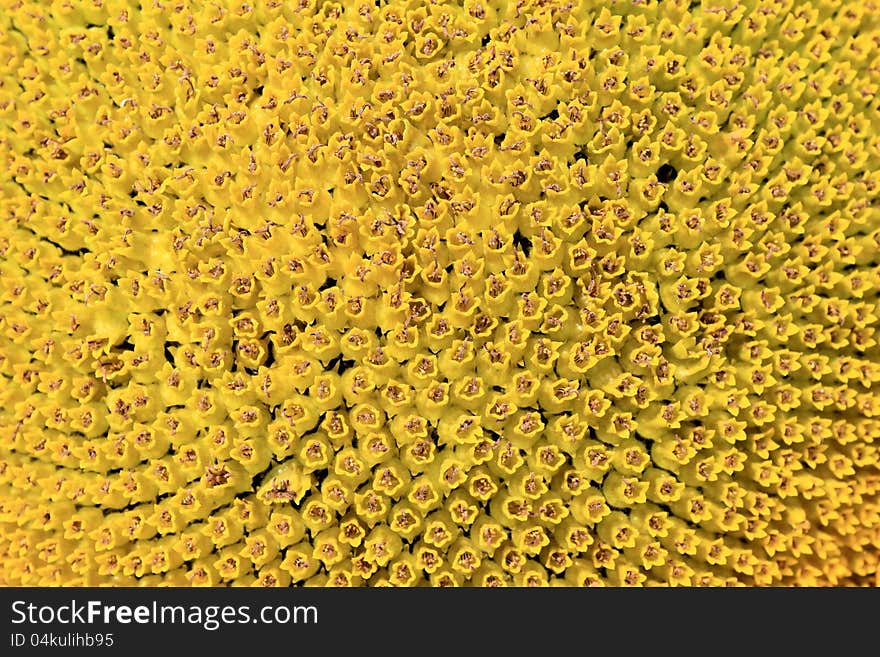 Sunflower сlose-up for an abstract background