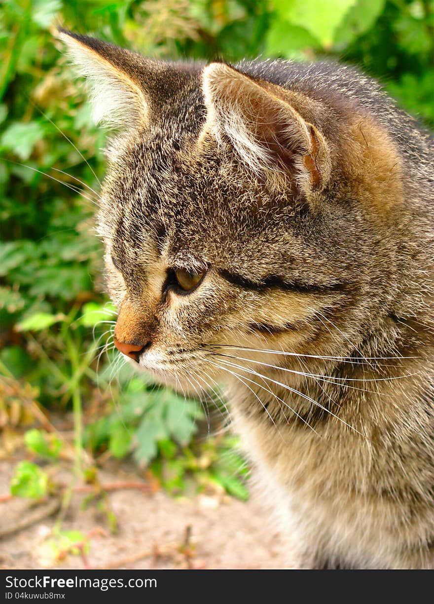 Cat, close up