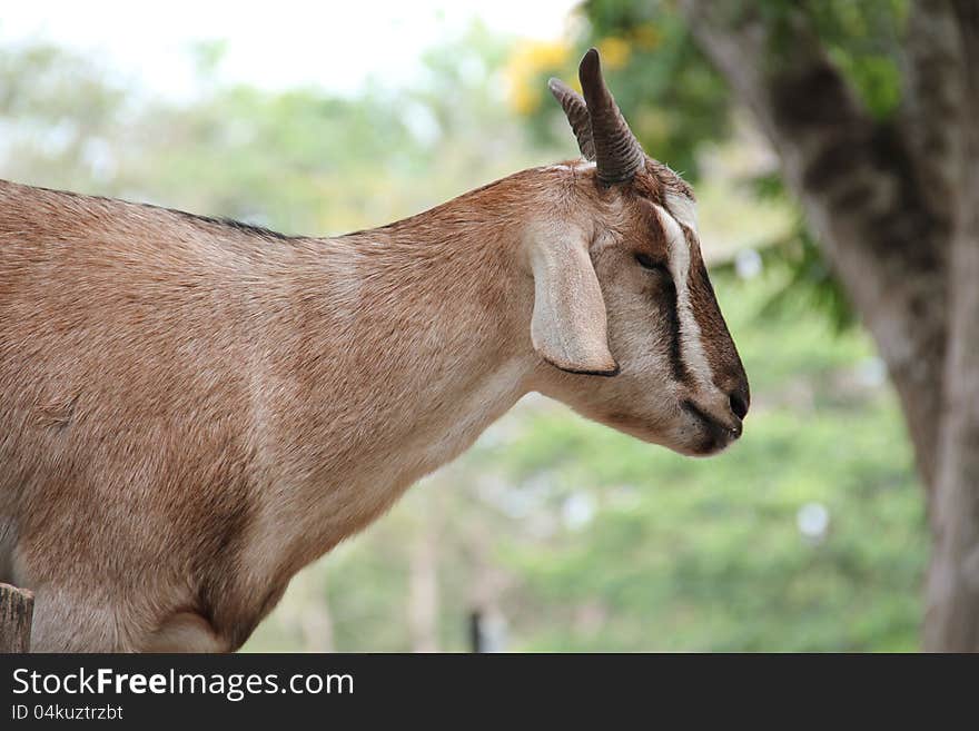 Domestic Goat [Capra aegagrus hircus] on natural background.