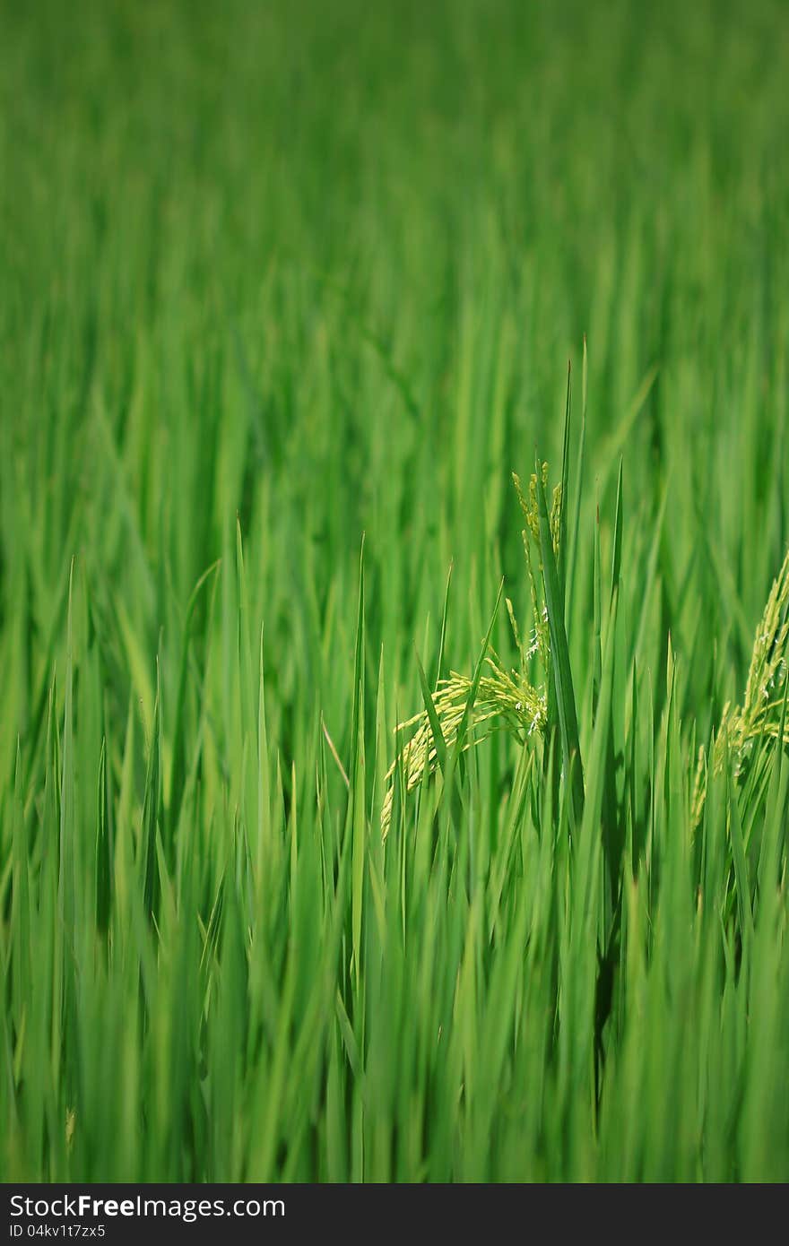 Rice Farm [Paddy]