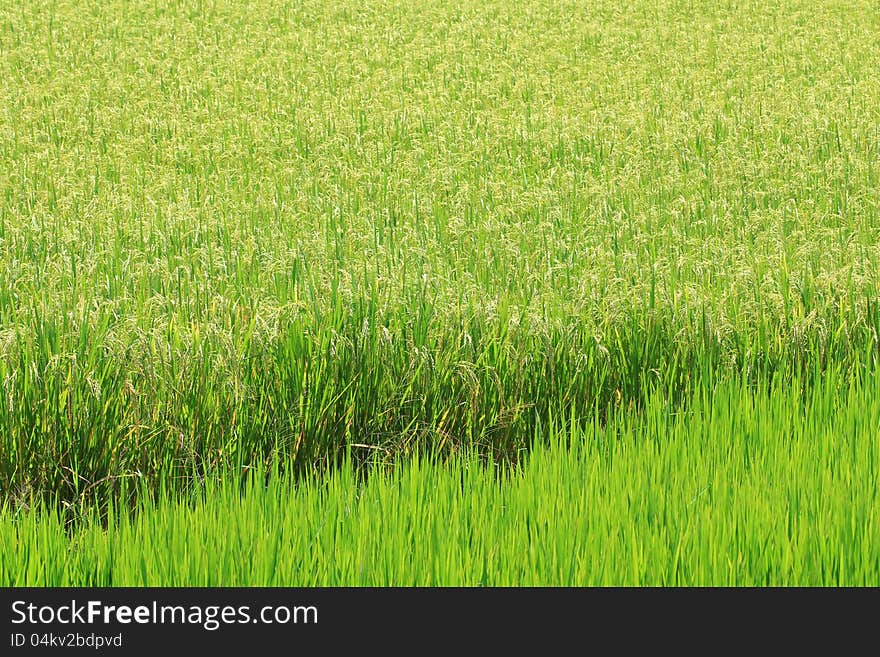 Rice Farm [Paddy]