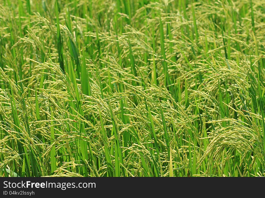 Rice Farm [Paddy]