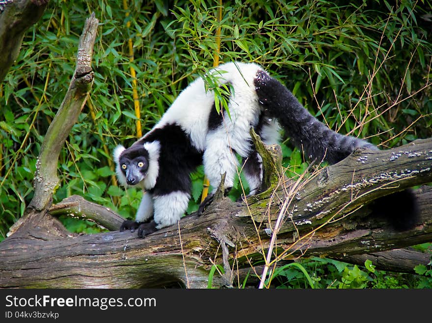 Black and white ruffed lemur in zoo