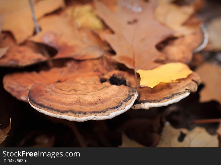 Fomes Fomentarius