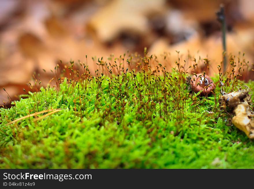 Macro of moss in the forest