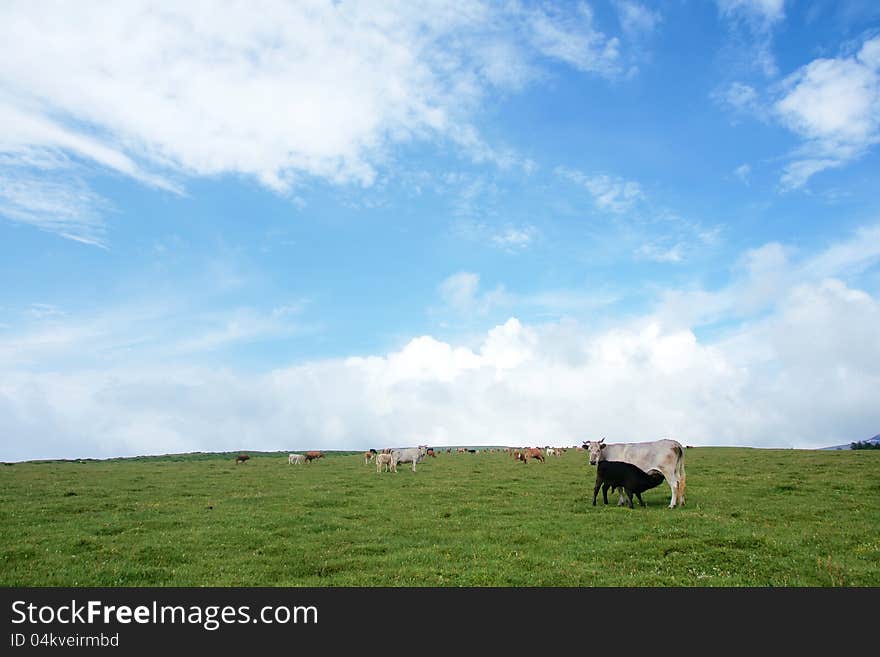 Meadow Landscape