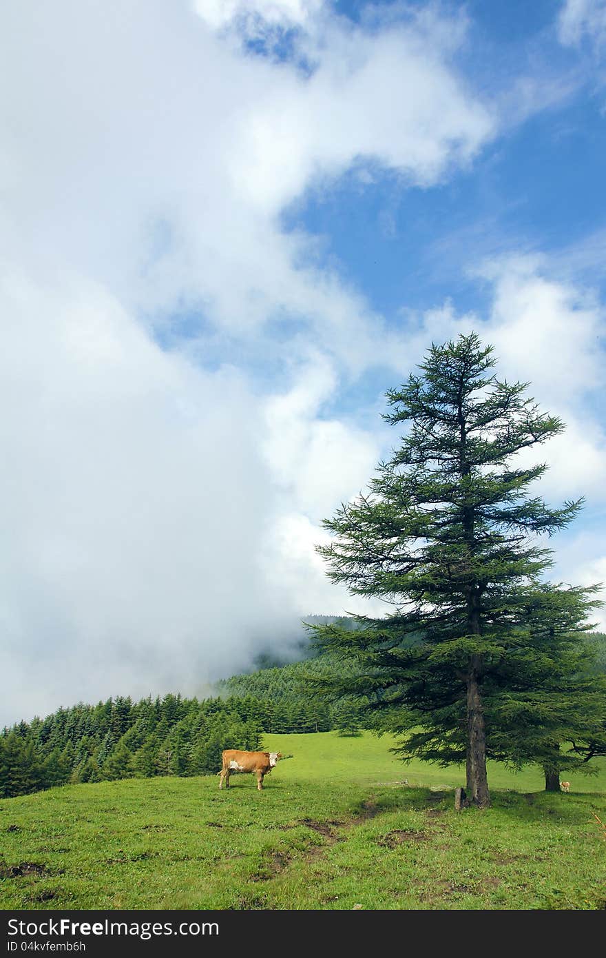 A cattle in forest of Luya Mountain, Shanxi, China. A cattle in forest of Luya Mountain, Shanxi, China