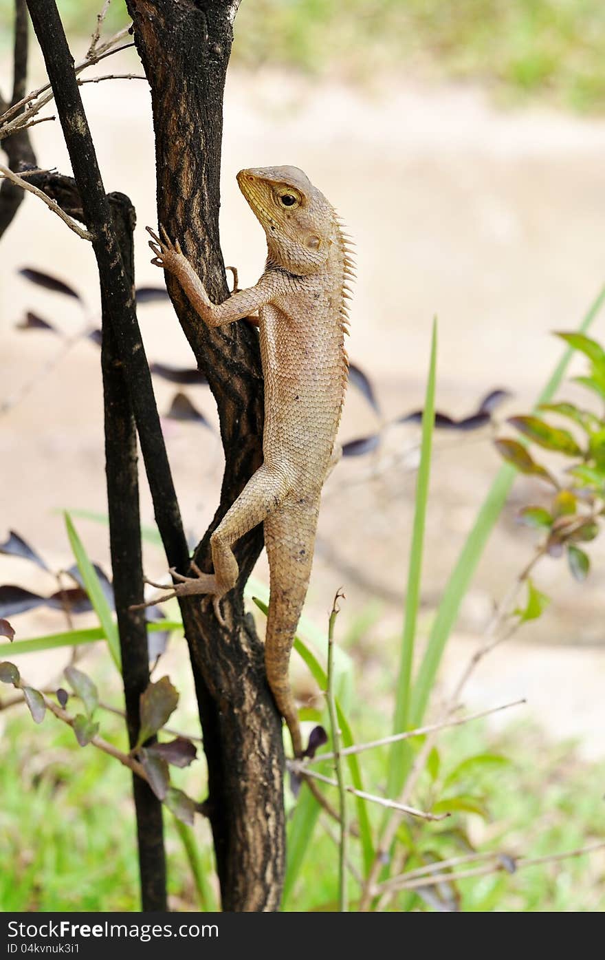 Brown lizards are tropical animals. Brown lizards are tropical animals.