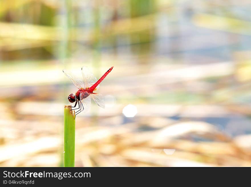 Red Dragonfly in the leaves along the lake.