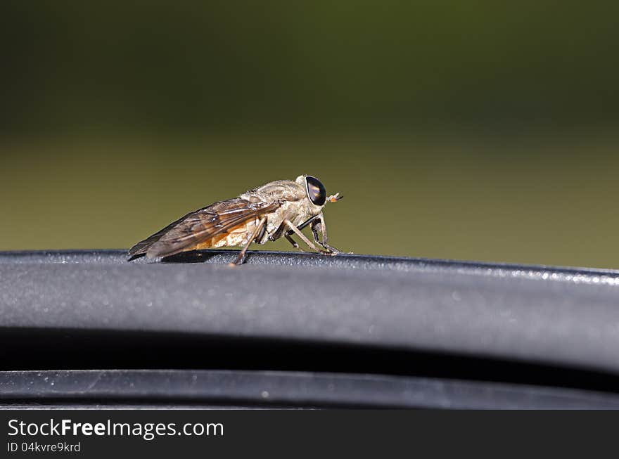 Side shot of a horsefly. Side shot of a horsefly