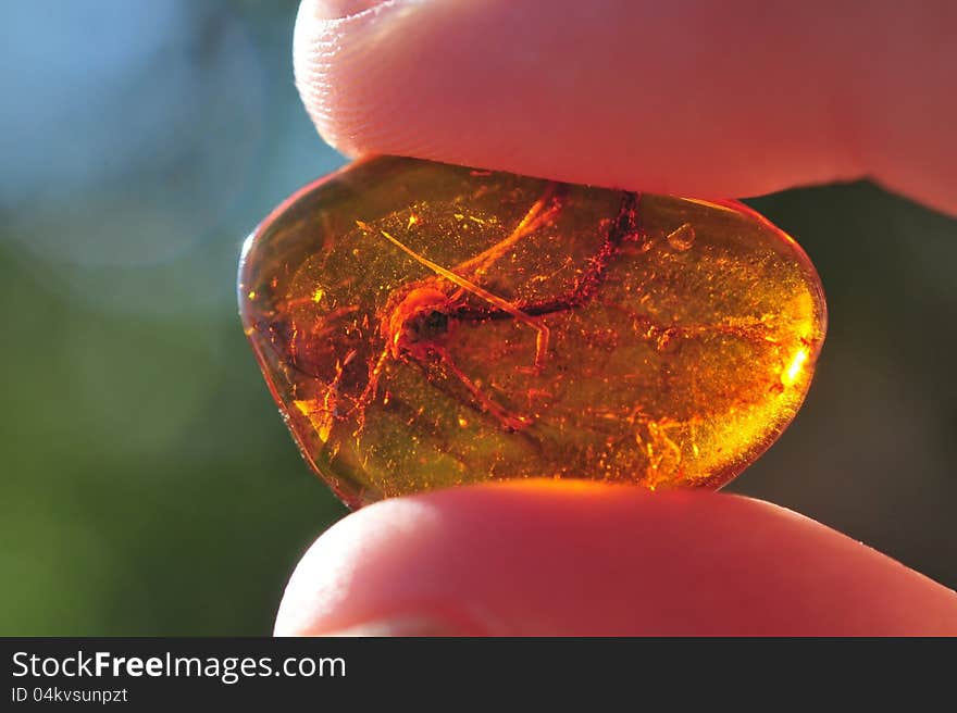 Amber  stone  with insect inside. Amber  stone  with insect inside