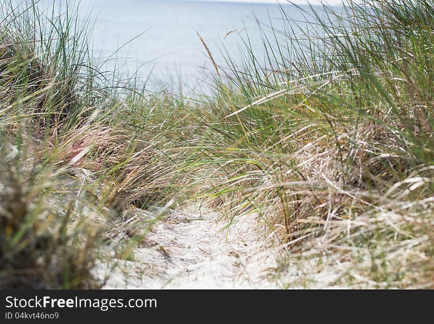 Path going to the beach. Path going to the beach