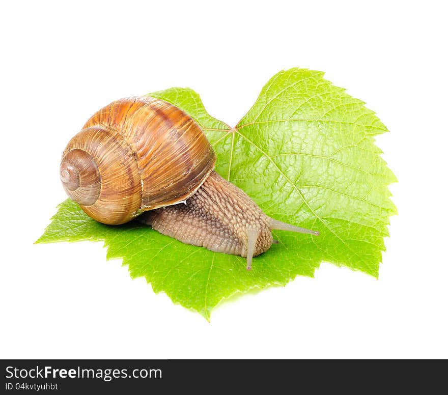 A Roman (edible) snail out of the shell on a green grape leaf on white background. A Roman (edible) snail out of the shell on a green grape leaf on white background