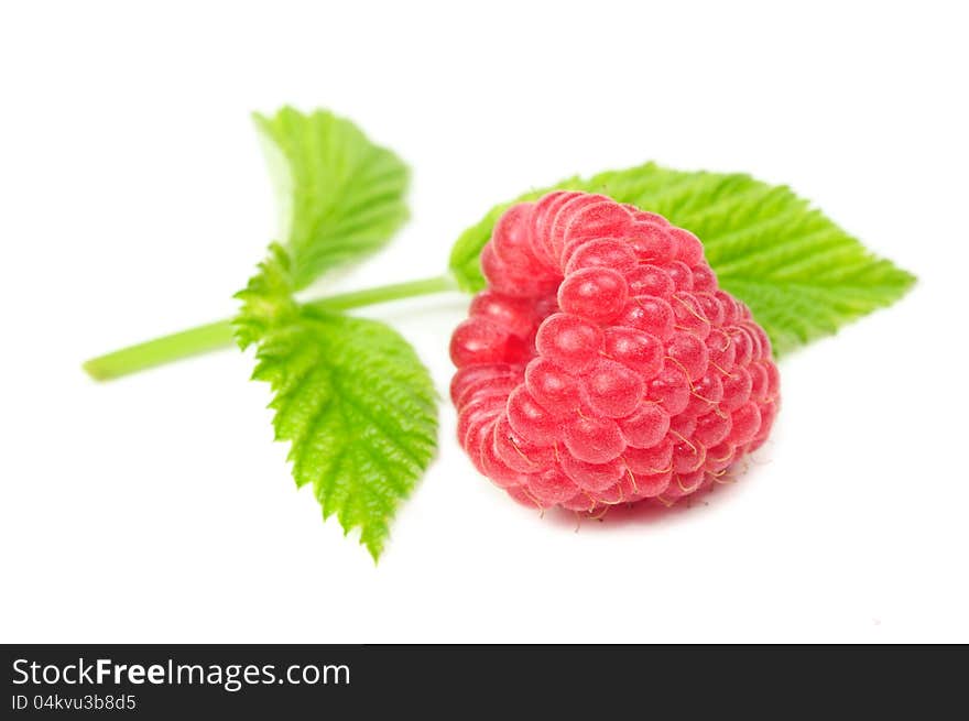 Red Raspberry with Green Leaf Close-Up