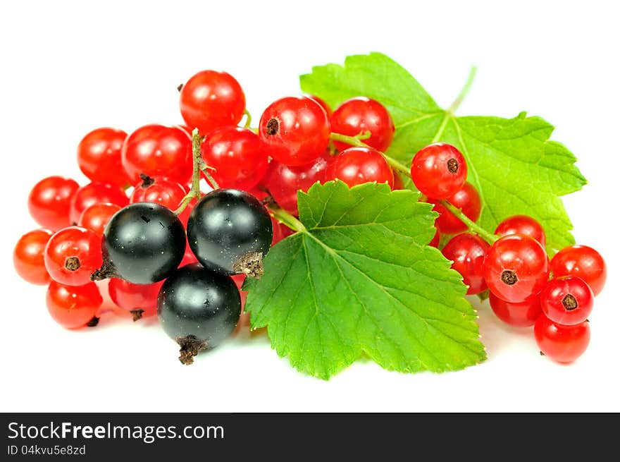 Red and Black Currants with Green Leaves