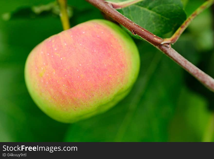 An apple growing on a tree branch. An apple growing on a tree branch