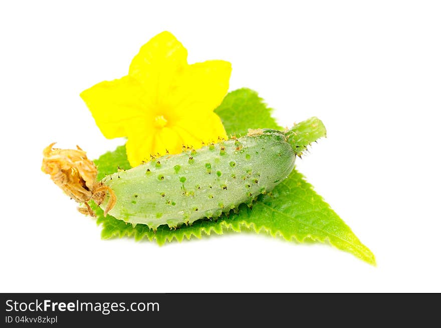 A little green kirby cucumber with a leaf and flower on a white background. A little green kirby cucumber with a leaf and flower on a white background