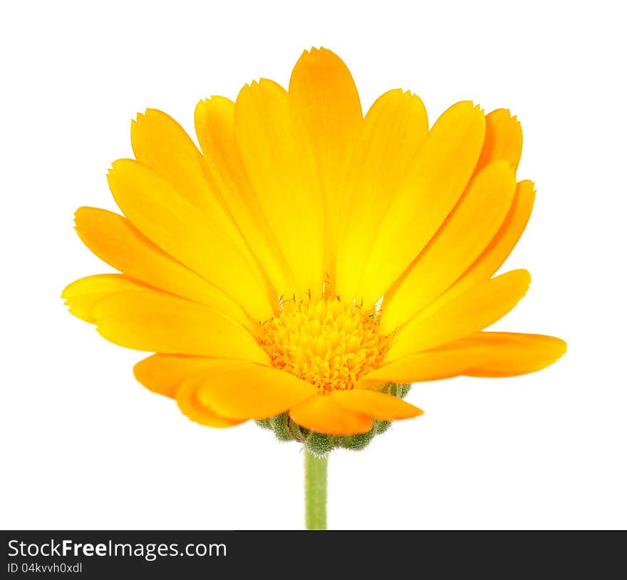 A bright orange calendula officinalis (pot marigold) flower on a white background. A bright orange calendula officinalis (pot marigold) flower on a white background