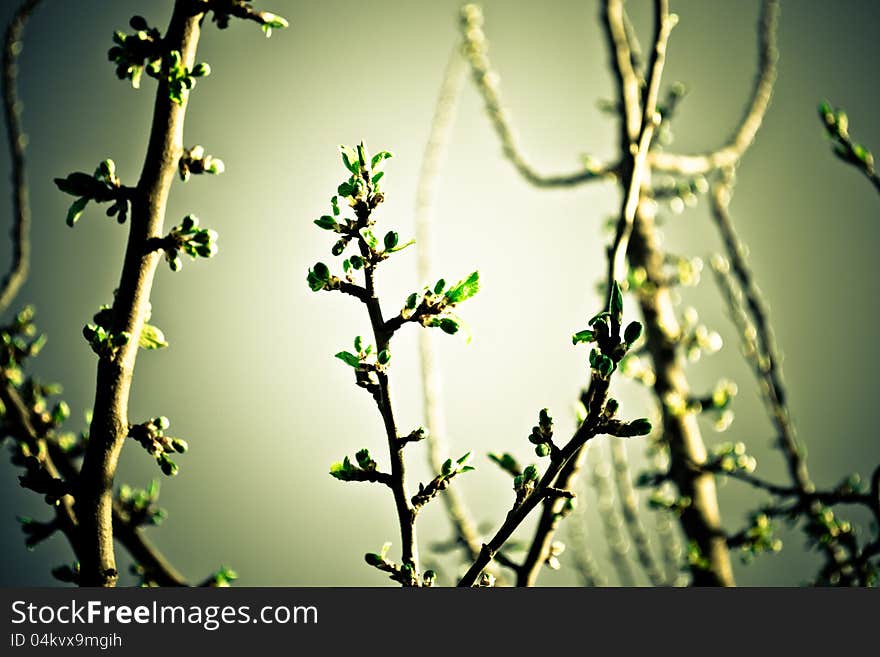 A branches and a perfect sky as background. A branches and a perfect sky as background