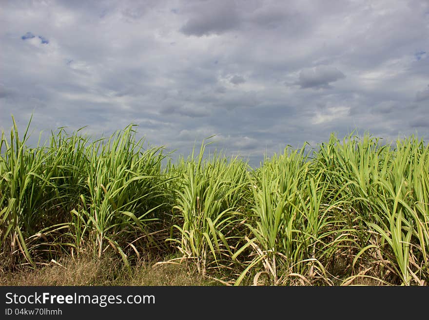 Thai Sugarcane